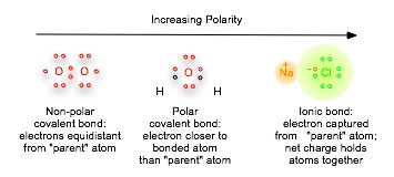 Polarity Types