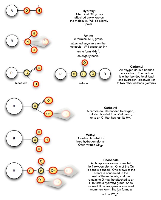 Functional Groups