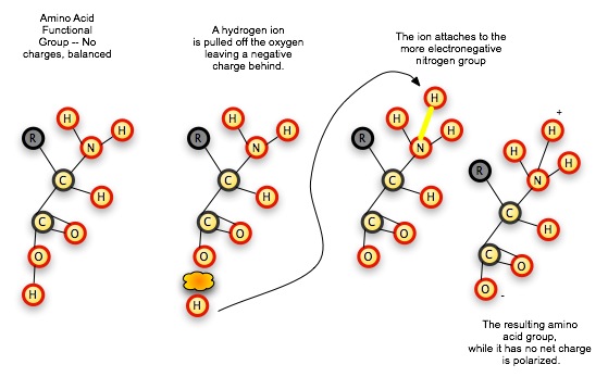 Amino acid formation