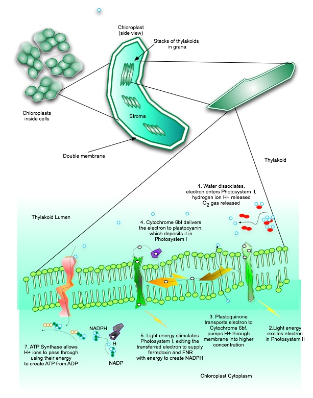 Thylakoid membrane