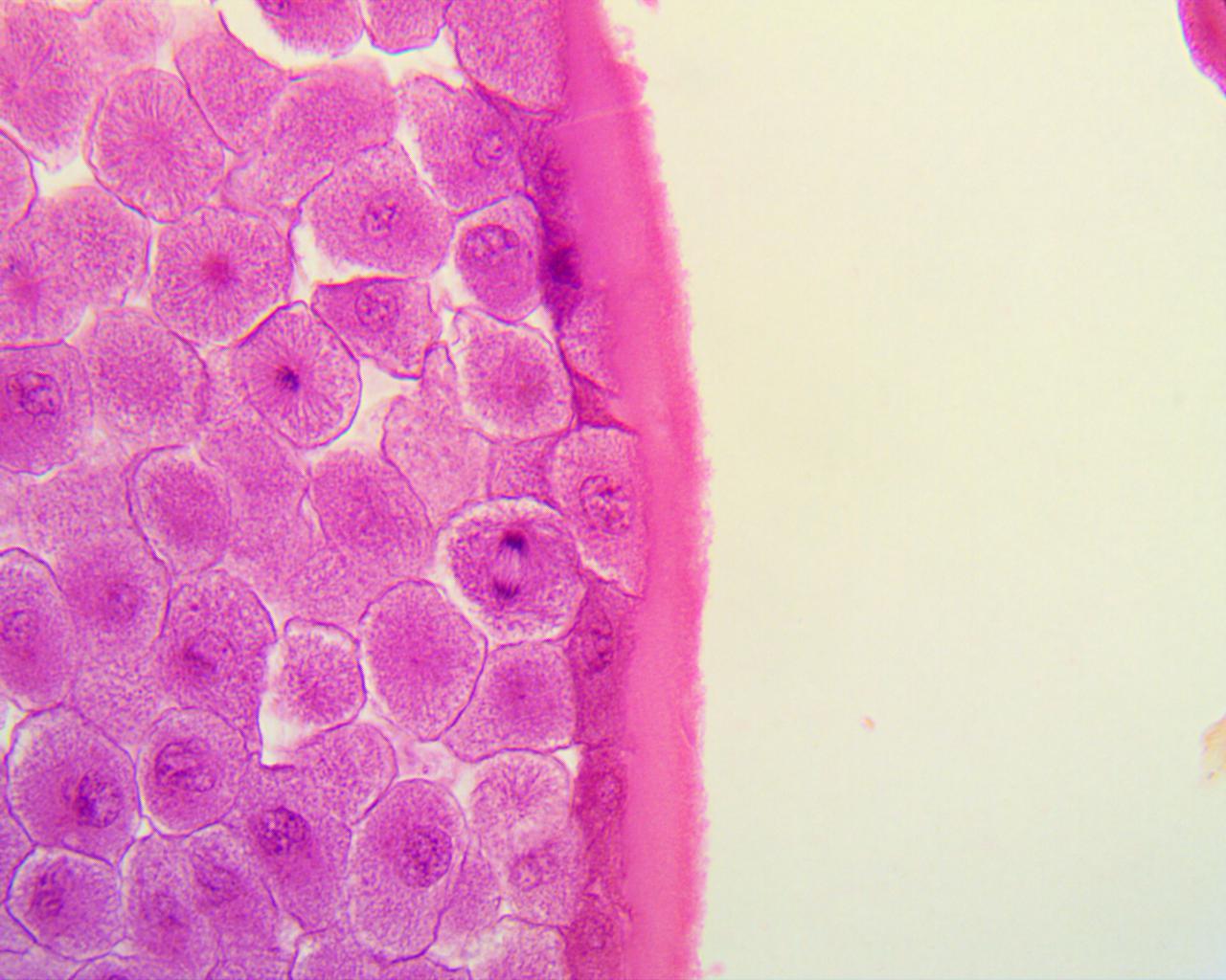 08_FishMeiosis