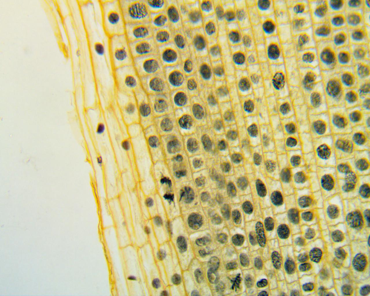 08_Mitosis_Telo