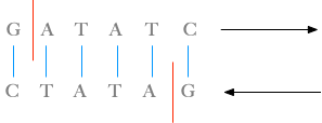 DNA Restriction