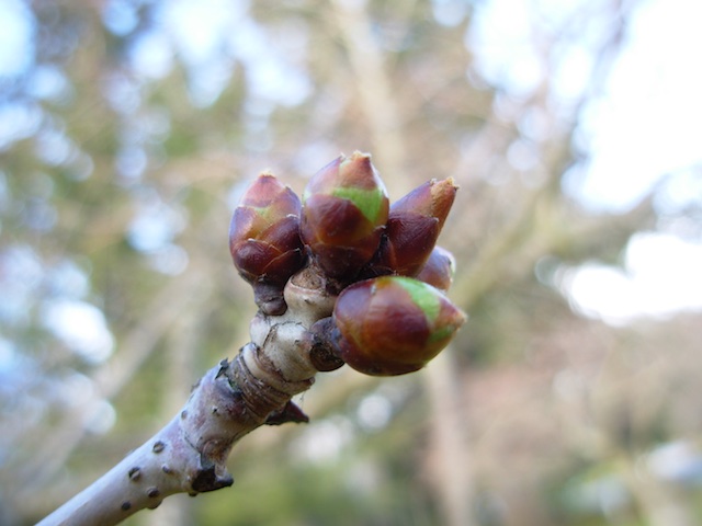 31_BudsEndofStem