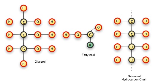 Lipid Components