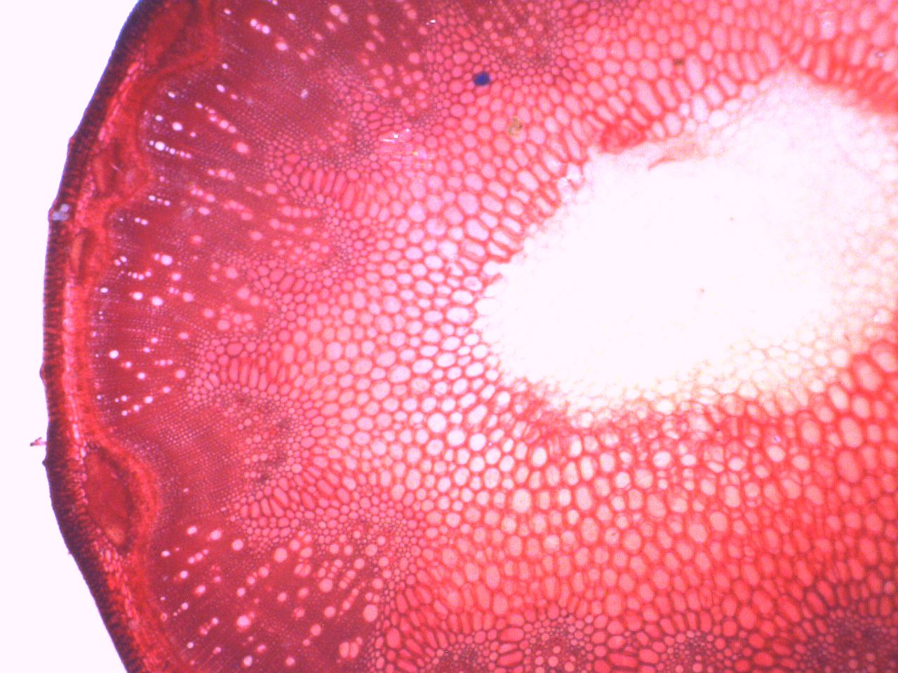 herbacious cell