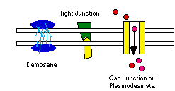 Membrane Junctions