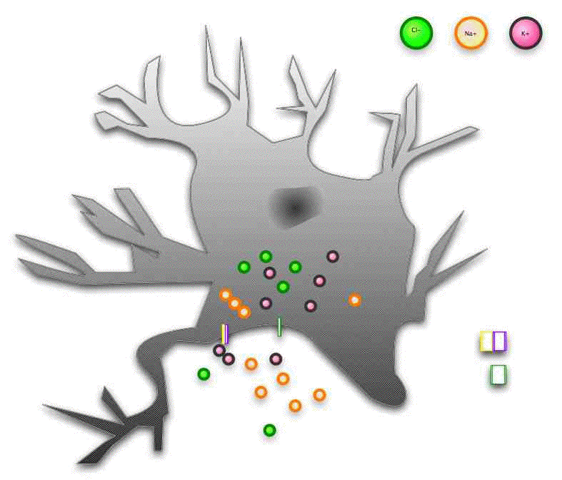 Ions charging the neuron