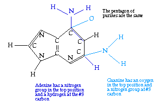 Purines