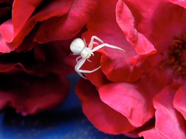 Spider