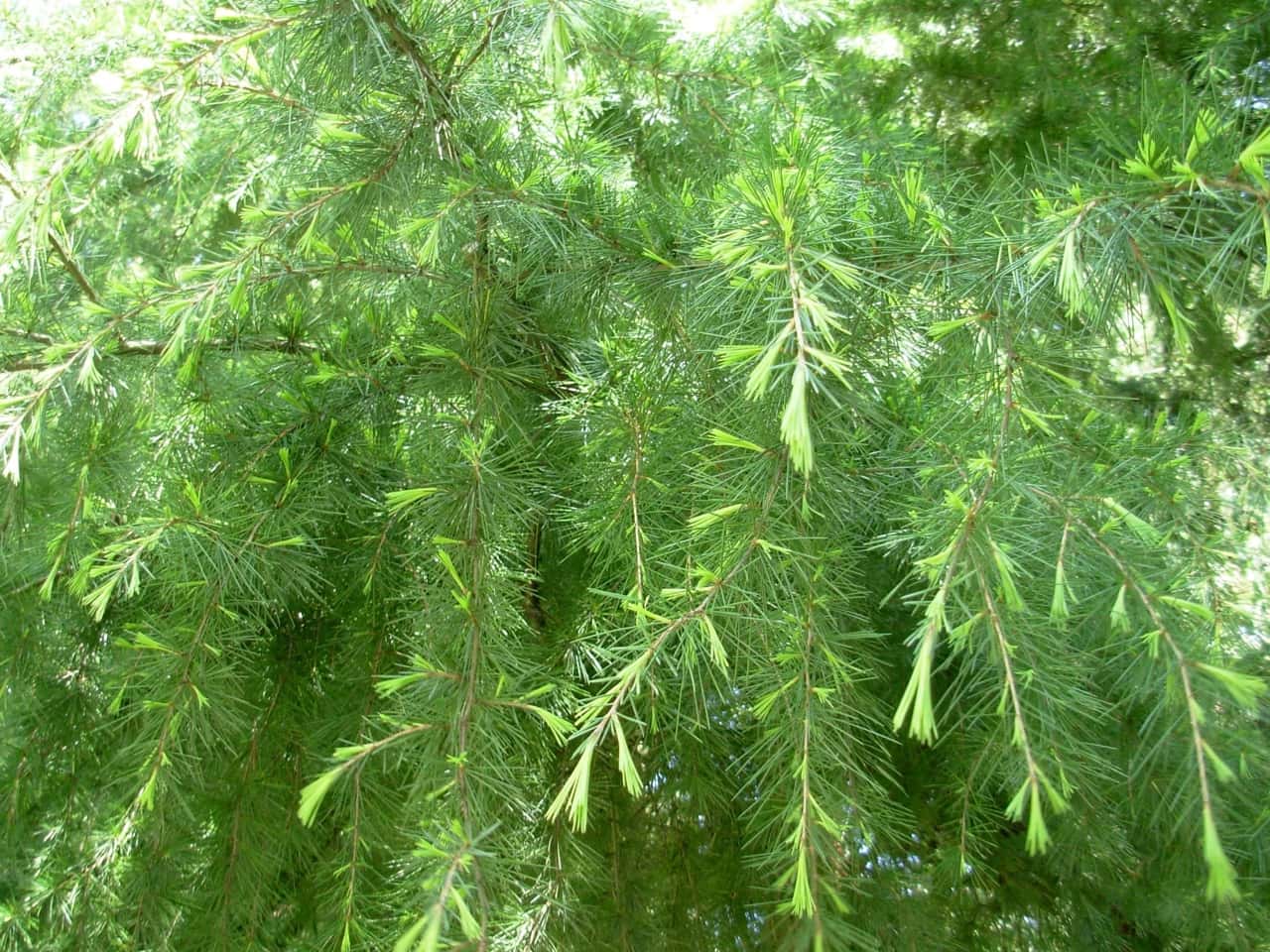 Gymnosperms