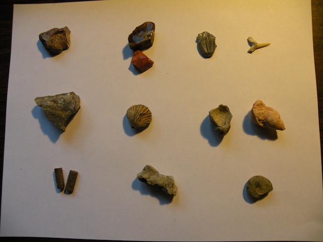 Fossil collection