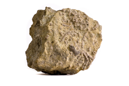 Seaplant Fossils